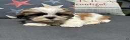 Teddy Bear dogs for sale: Stew - Ad 3