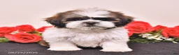 Shih Tzu dogs for sale: Kane - Ad 4