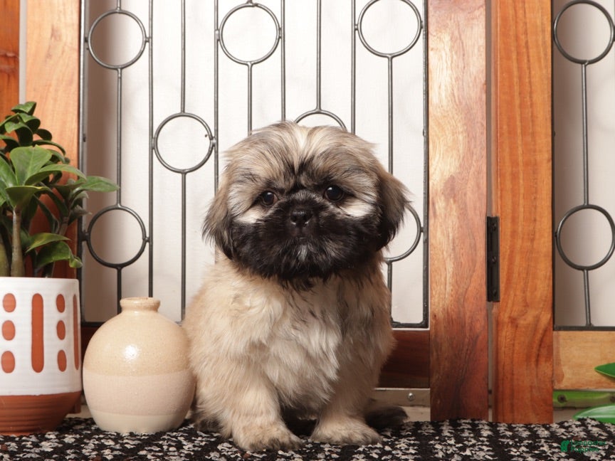 Shih Tzu dogs Cash Brindle Little Shihtzu - Ad 1