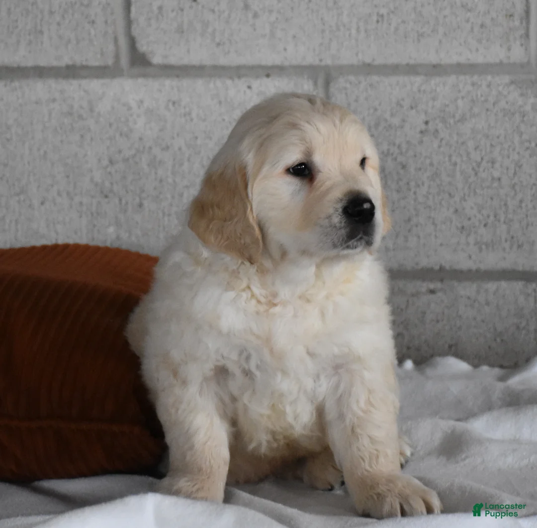 Golden Retriever dogs for sale: Cleo Genetic/OFA  - Ad 4