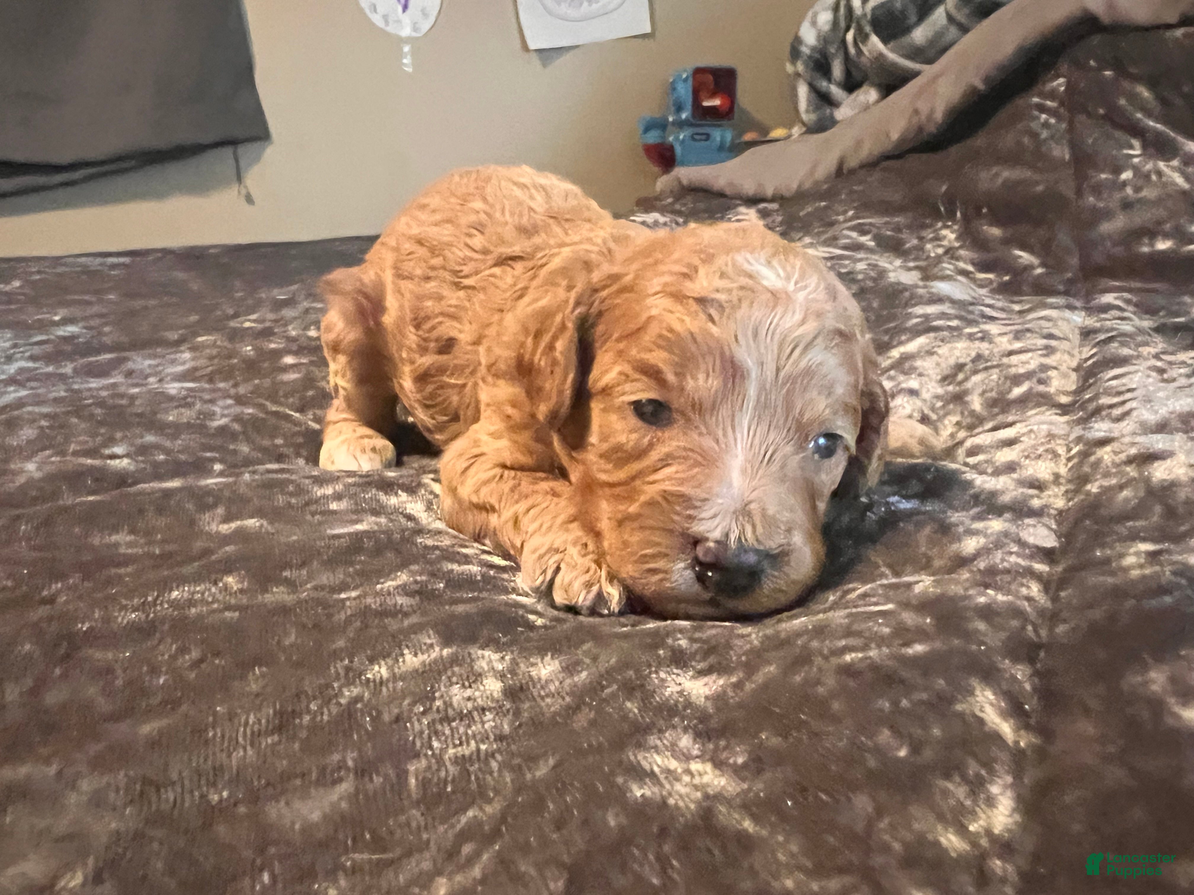 Cavapoo dogs for sale: Cavapoo 4 Purple Collar - Ad 1