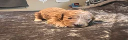 Cavapoo dogs for sale: Cavapoo 4 Purple Collar - Ad 1