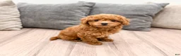 Cavapoo dogs for sale: Angela - Ad 4