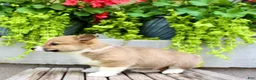 Welsh Corgi Pembroke dogs for sale: Ranger - Ad 4