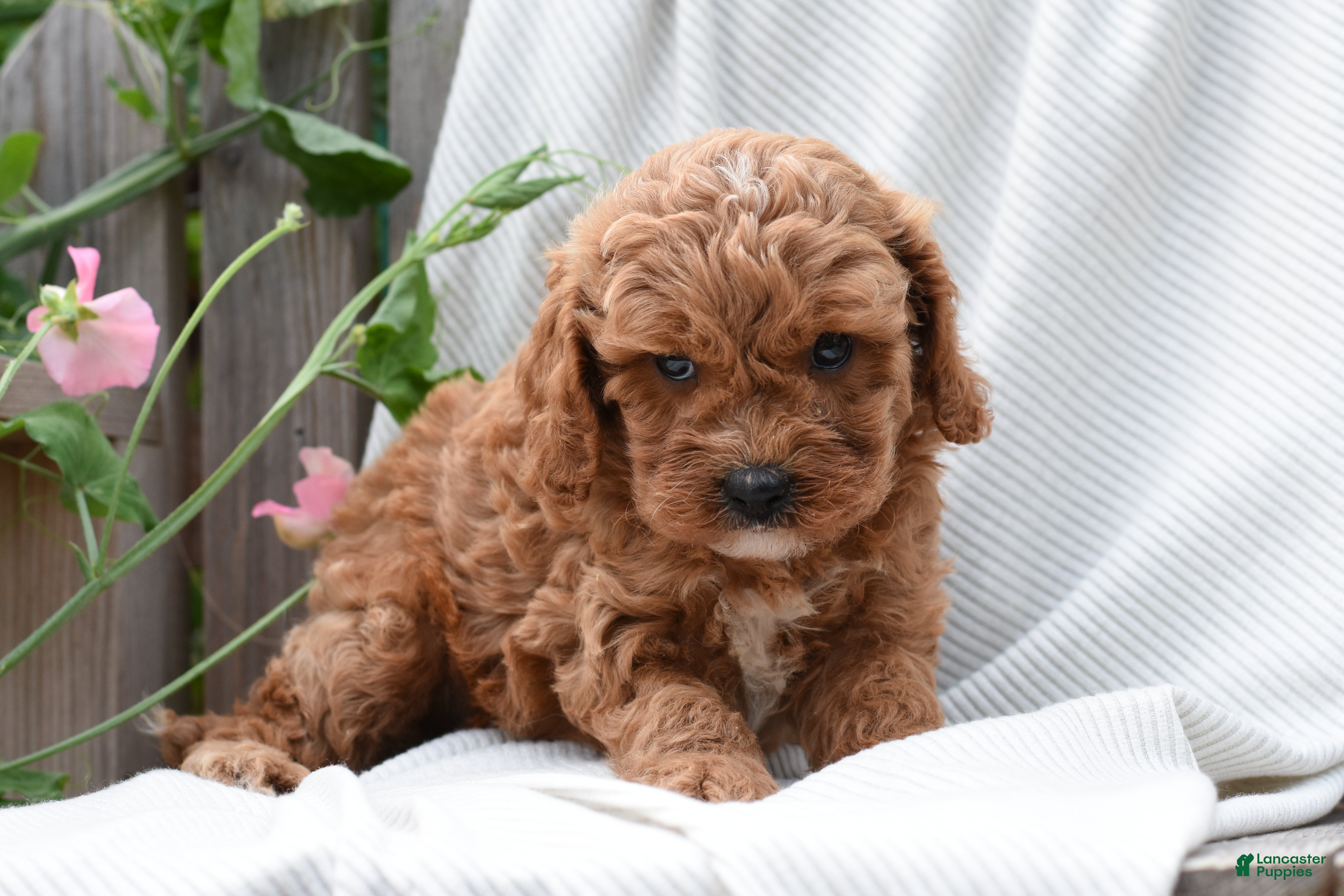 Cavapoo dogs Maddox - Ad 2