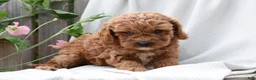 Cavapoo dogs for sale: Maddox - Ad 2