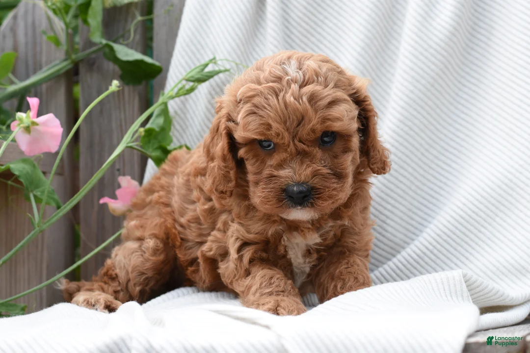 Cavapoo dogs for sale: Maddox - Ad 2