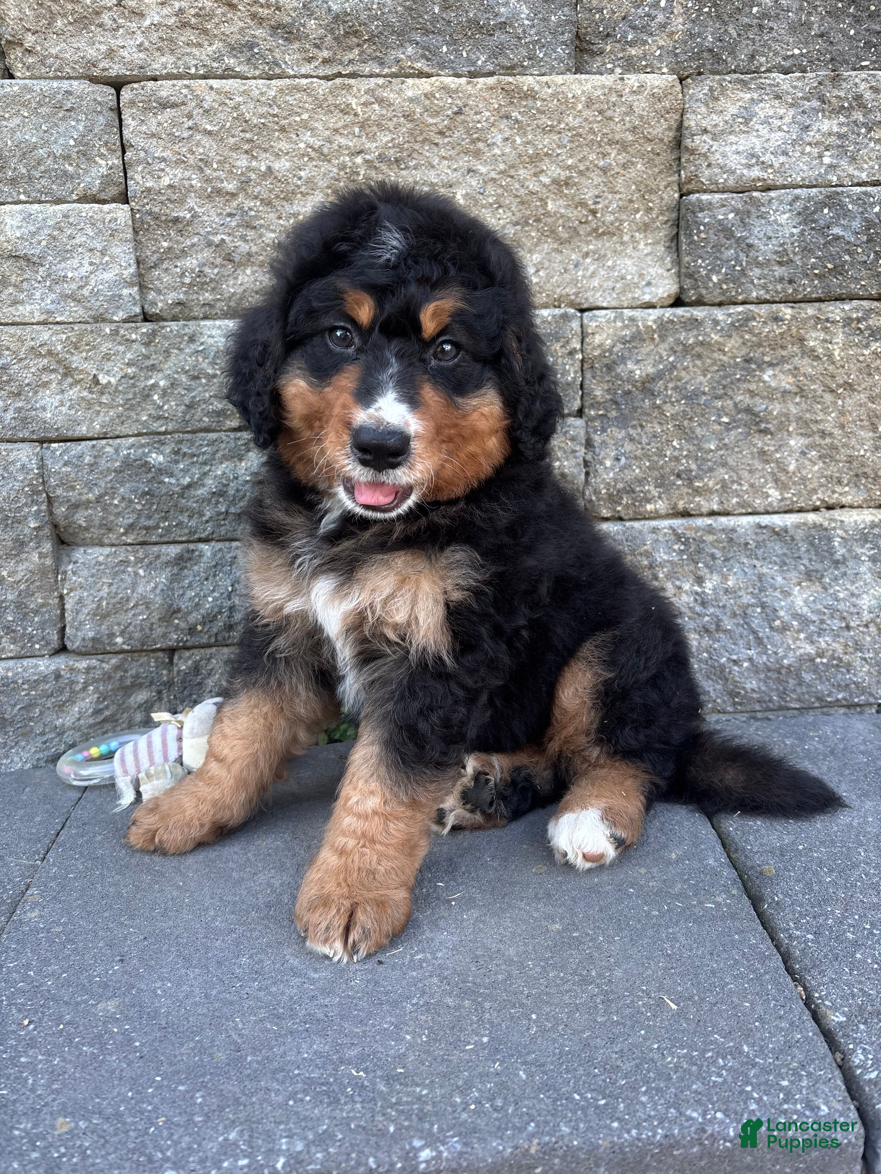 Bernedoodle dogs Smokey - Ad 1