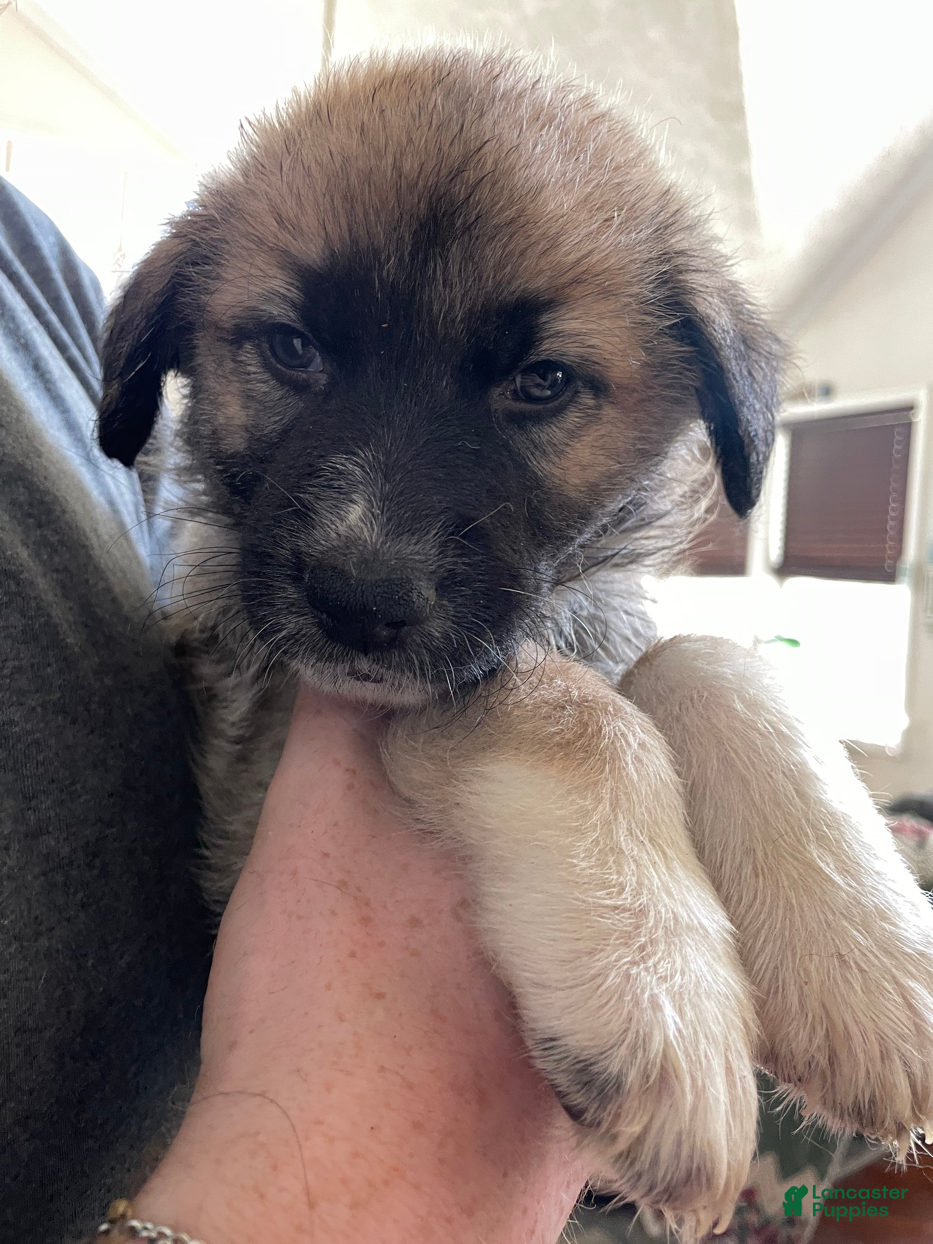 Mixed Breed dogs Mixed Breed Puppy 5 - Ad 24