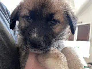 Mixed Breed dogs Mixed Breed Puppy 5 - Ad 37