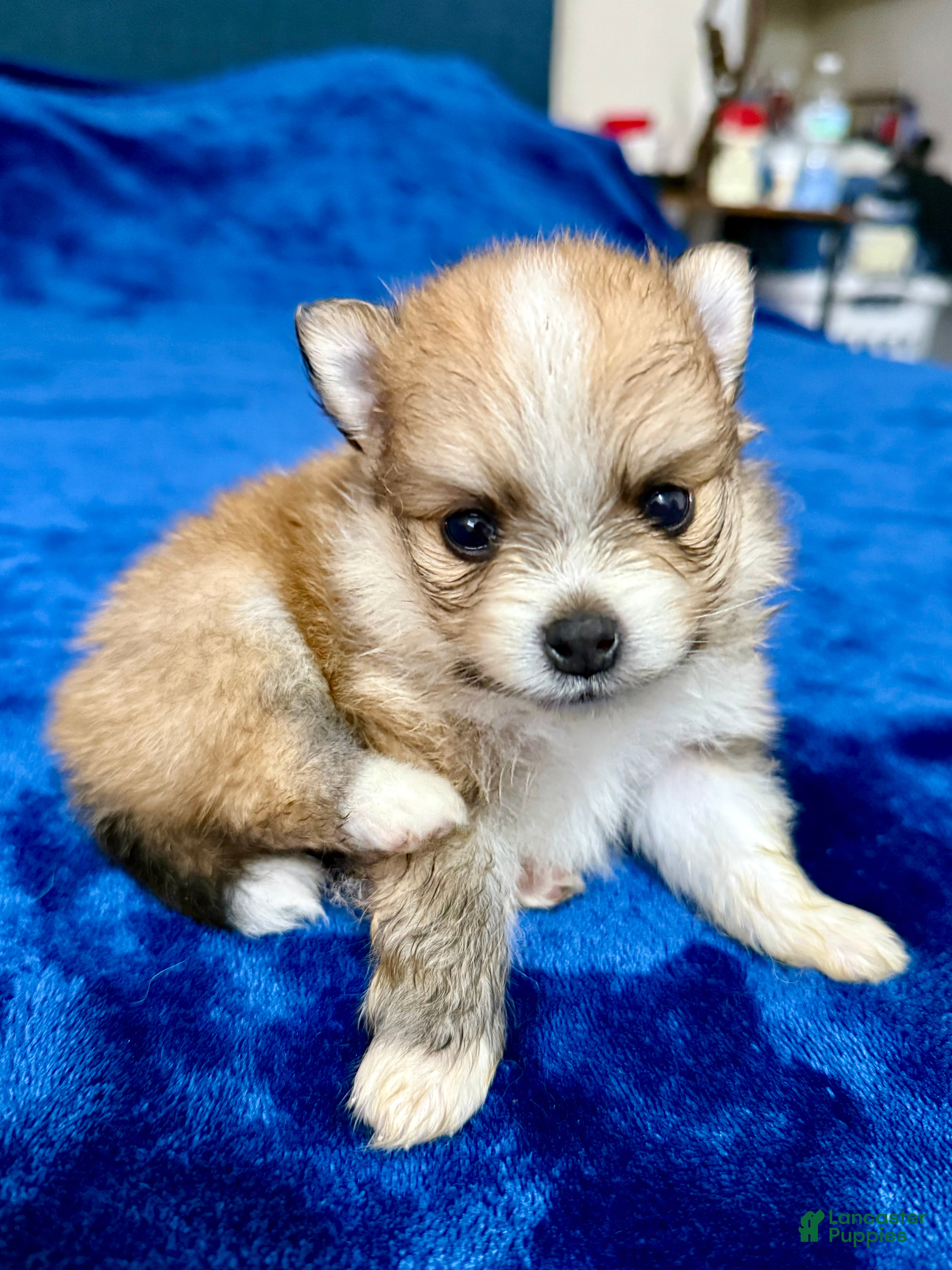 Pomeranian dogs Layla - Ad 24