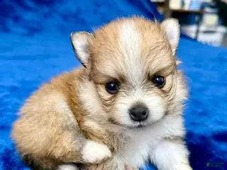 Pomeranian dogs Layla - Ad 24