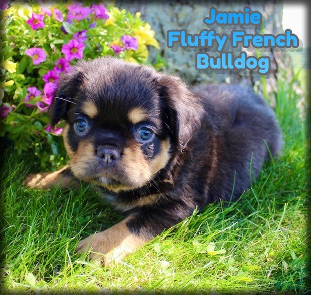 French Bulldog dogs for sale: Jamie - Ad 1