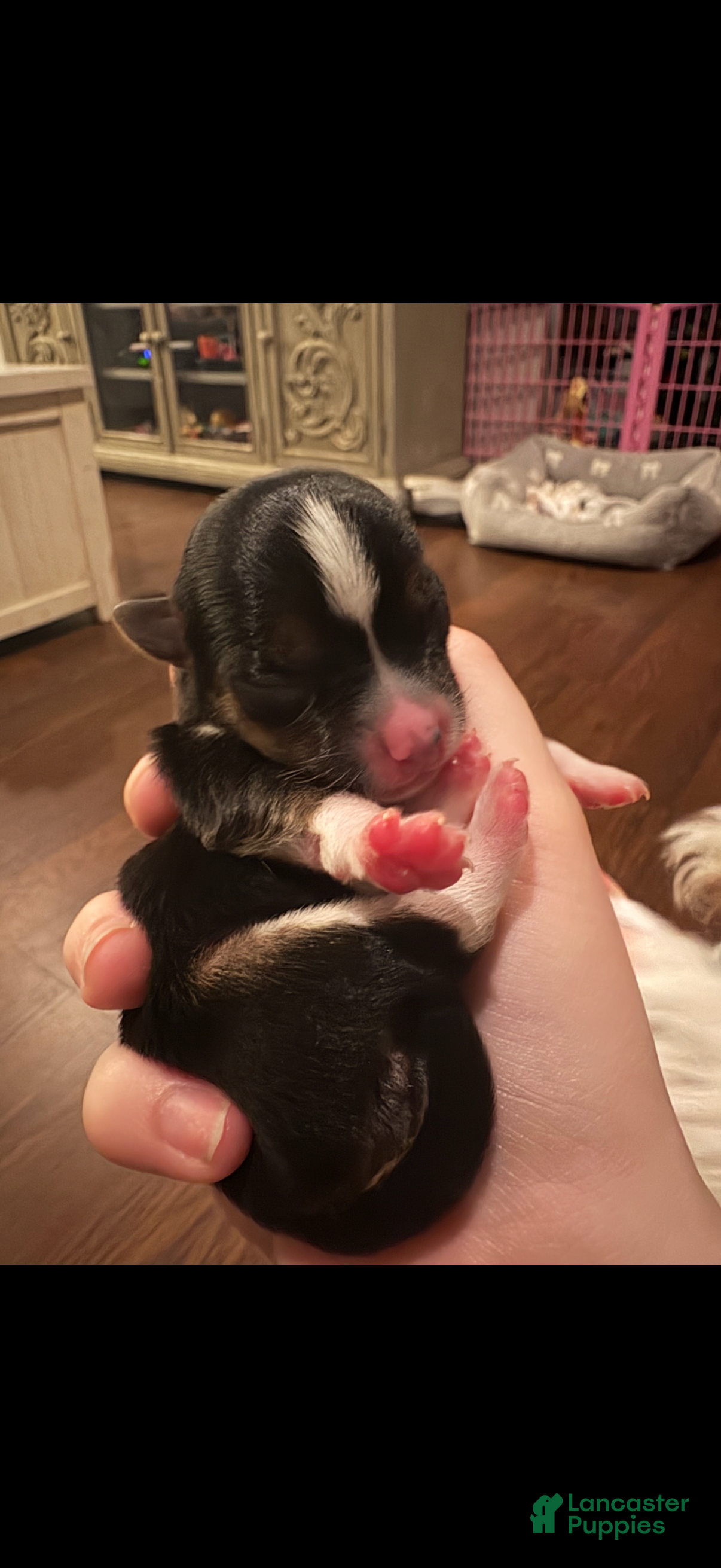 Chorkie dogs Flower - Ad 34