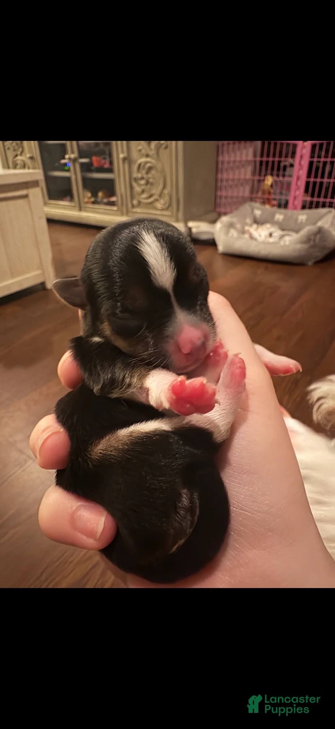 Chorkie dogs for sale: Flower - Ad 1