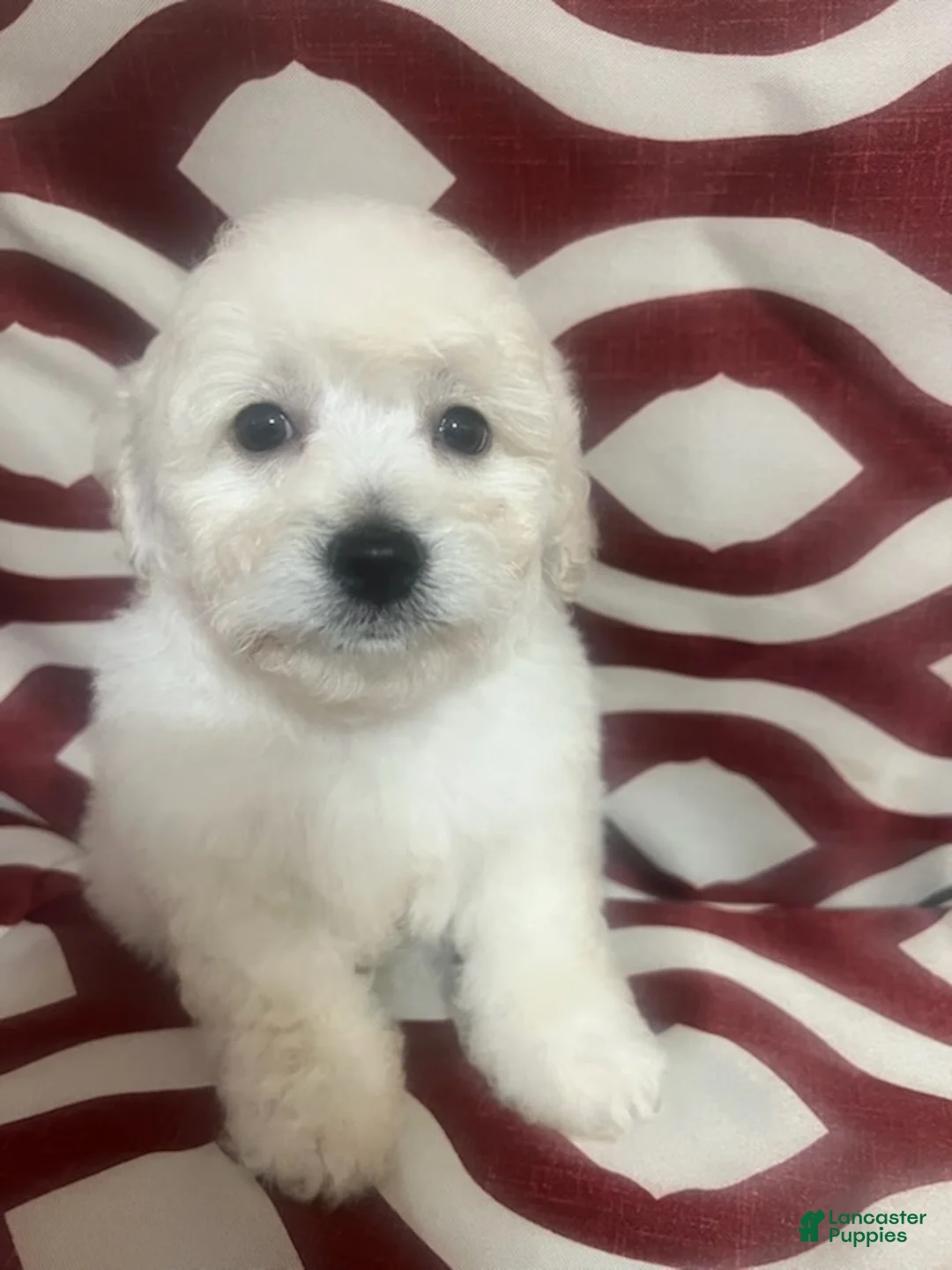 Miniature Poodle dogs for sale: Fizz - Ad 2
