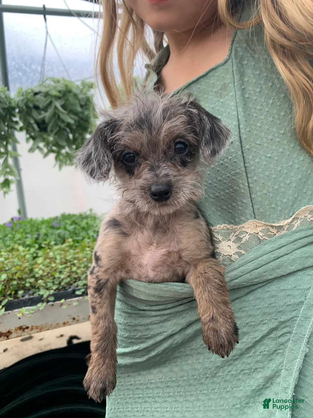 Chipoo dogs for sale: Chipoo Puppy 2 - Ad 2