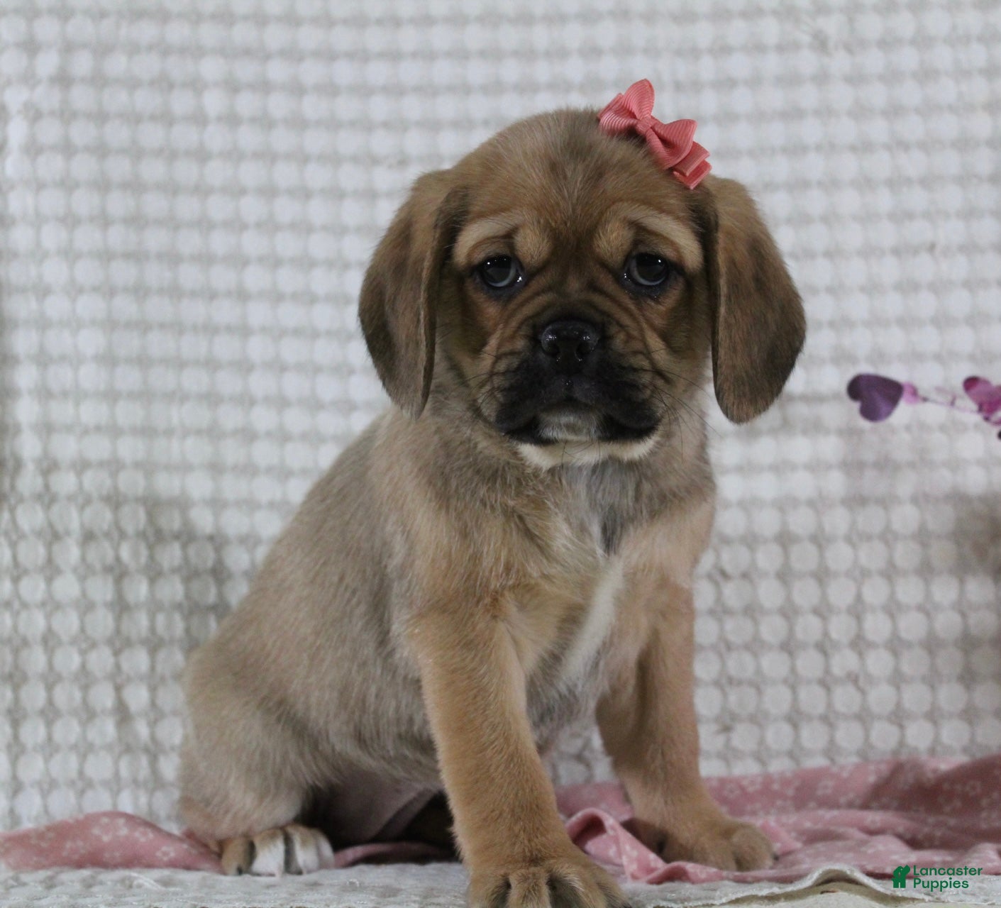Puggle dogs Gretchen - Ad 1