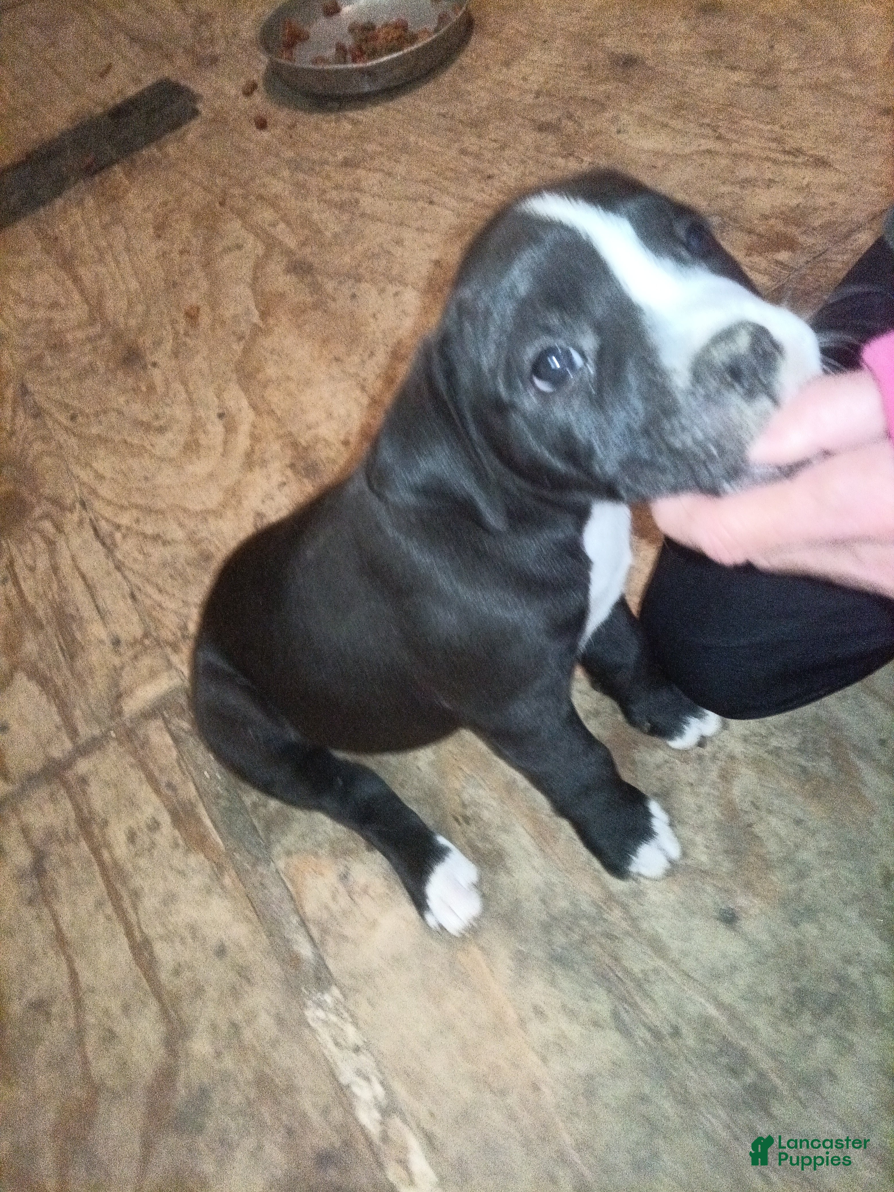 American Bully dogs Puppy - Ad 14