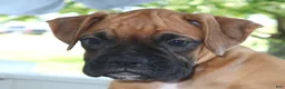 Boxer dogs for sale: Abby- Champ lines - Ad 1