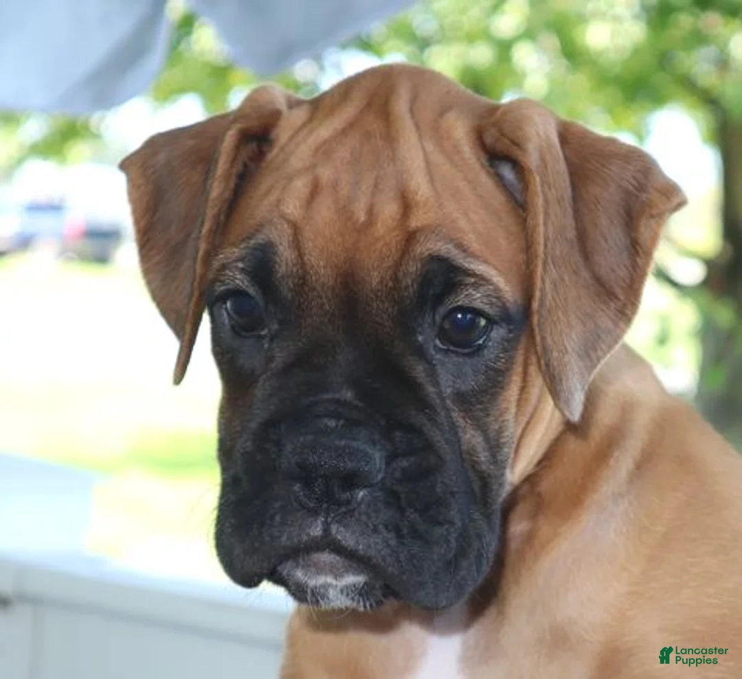 Boxer dogs for sale: Abby- Champ lines - Ad 1
