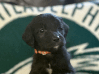 Goldendoodle dogs - Ad 12