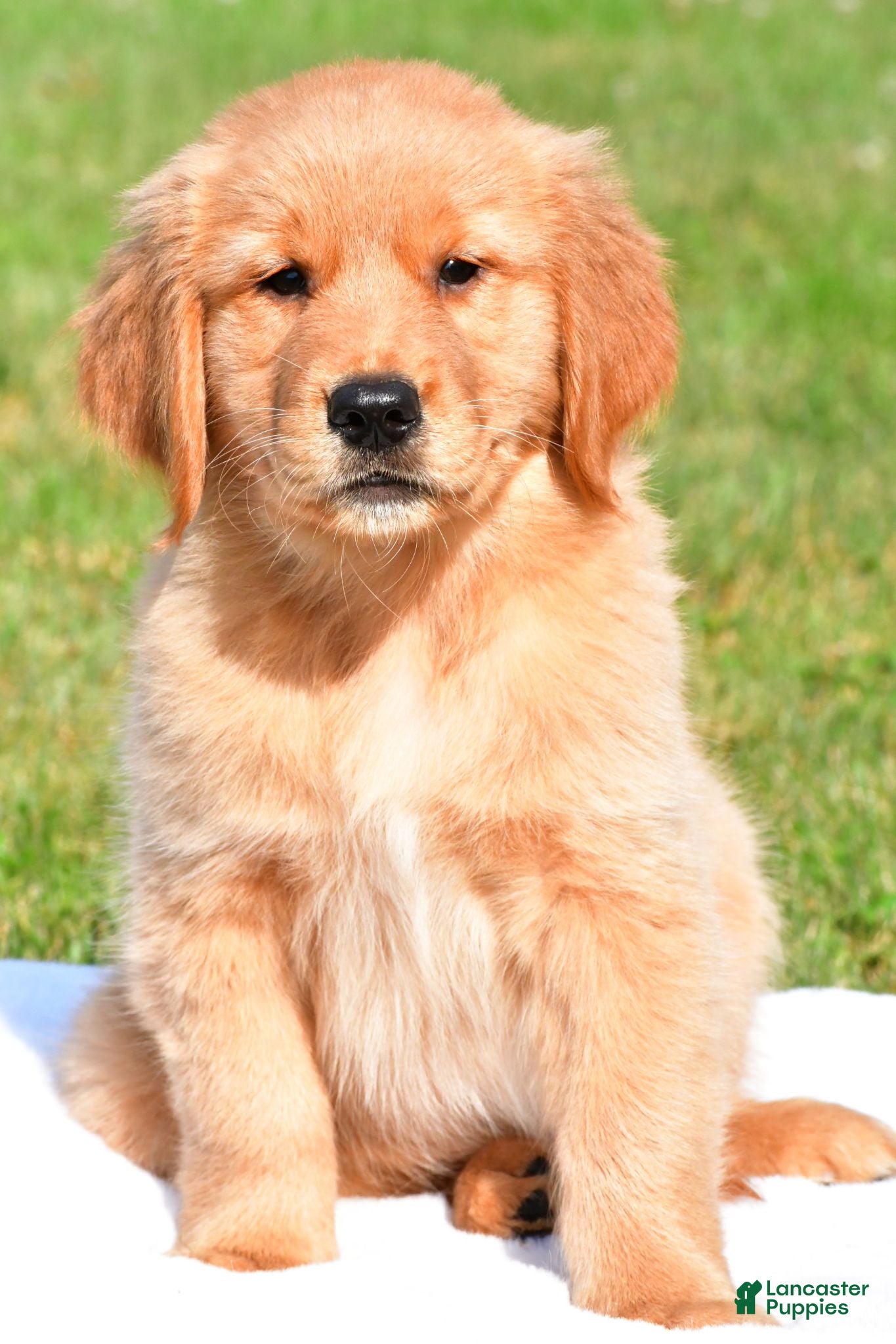 Golden Retriever dogs Max - Ad 2
