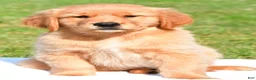 Golden Retriever dogs for sale: Max - Ad 2