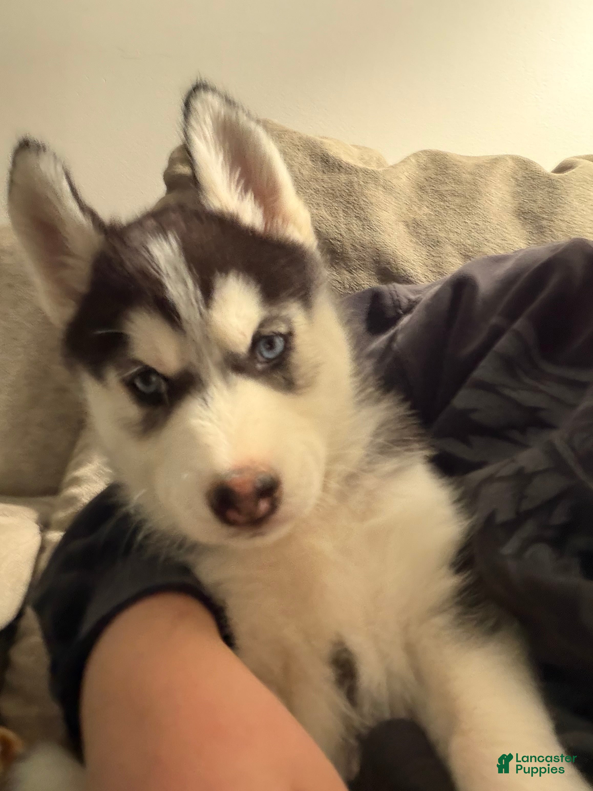 Siberian Husky dogs Siberian Husky Puppy 7 - Ad 19