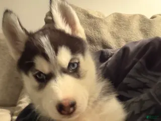 Siberian Husky dogs Siberian Husky Puppy 7 - Ad 19