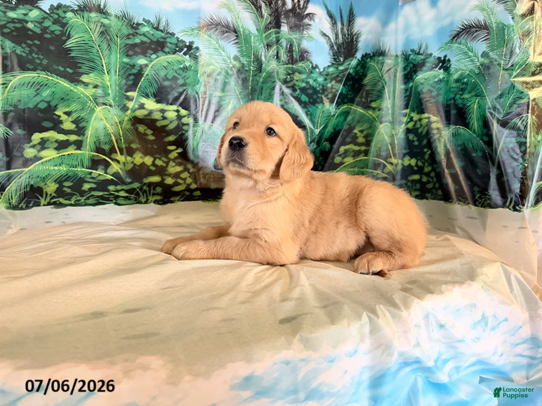 Golden Retriever dogs for sale: Chip - Ad 3