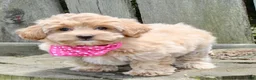 Maltipoo dogs for sale: Sugar - Ad 5
