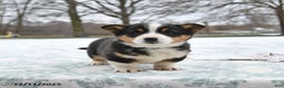 Welsh Corgi Pembroke dogs for sale: Cleo - Ad 4