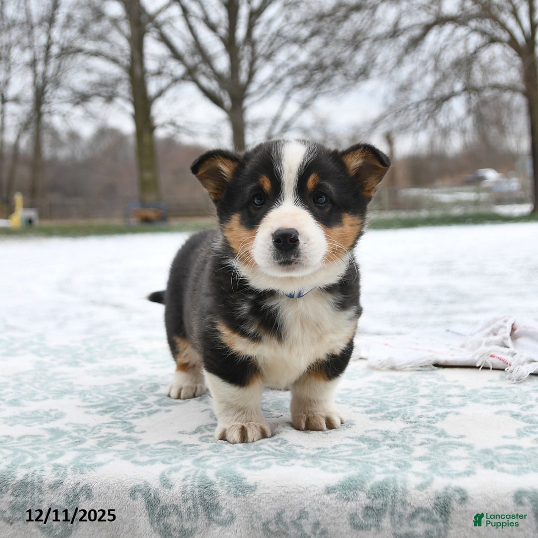Welsh Corgi Pembroke dogs for sale: Cleo - Ad 4