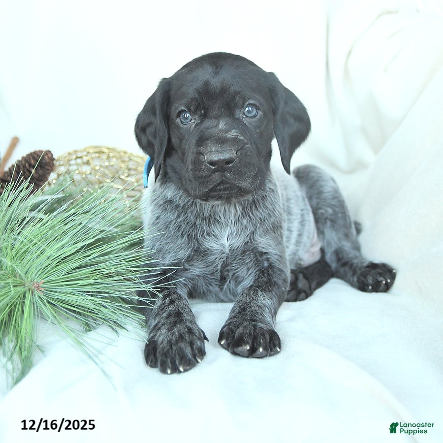 German Shorthaired Pointer dogs Dodger - Ad 4