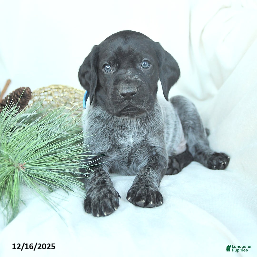 German Shorthaired Pointer dogs for sale: Dodger - Ad 1