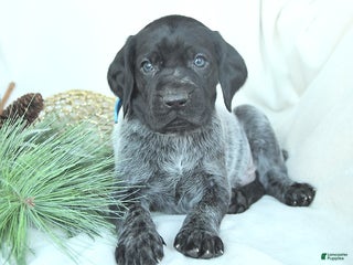 German Shorthaired Pointer dogs Dodger - Ad 4