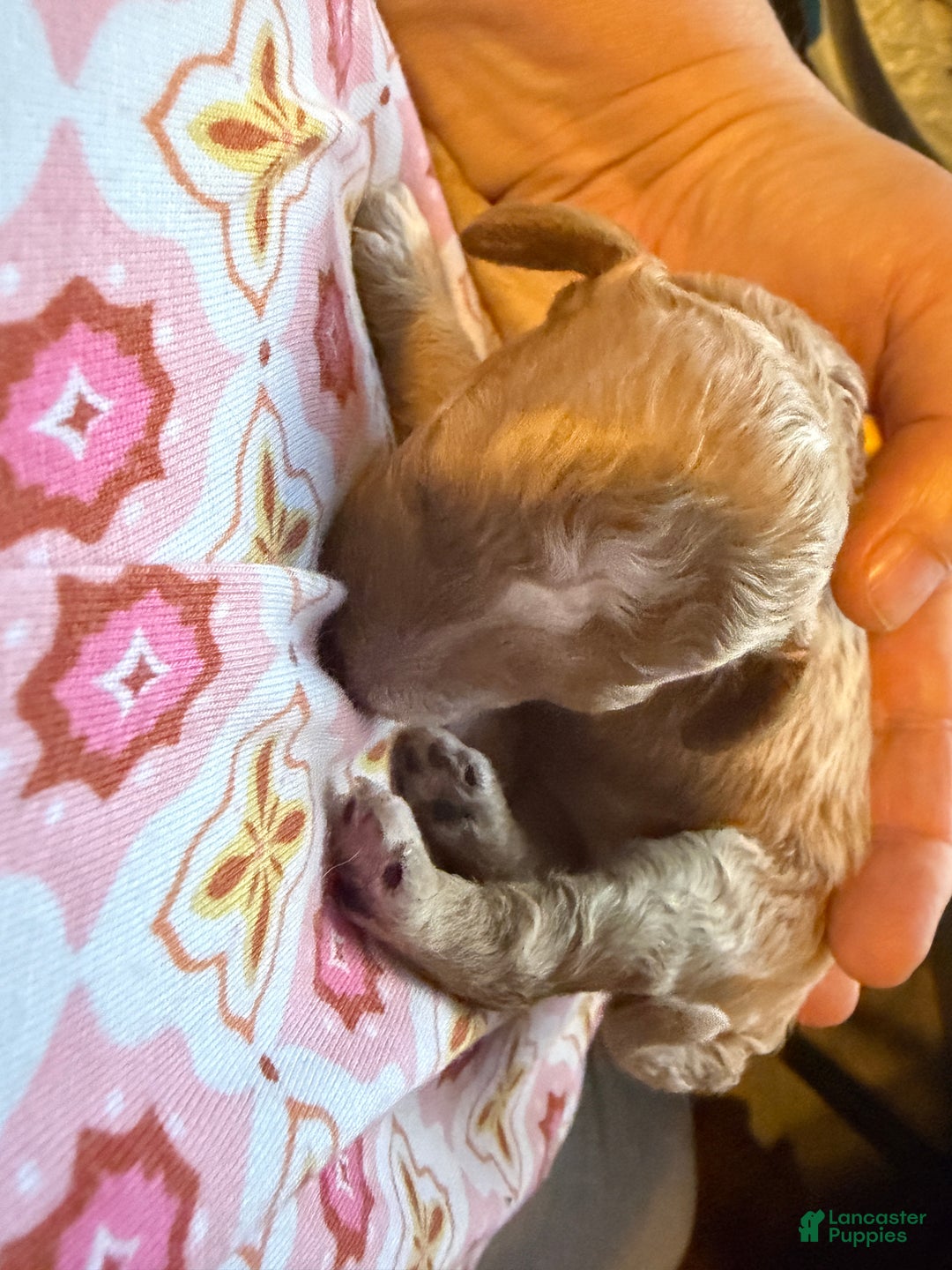 Miniature Poodle dogs for sale: AKC Miniature Poodle Puppy Yellow - Ad 5