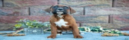 Boxer dogs for sale: Riba - Ad 1