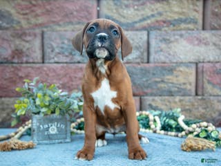 Boxer dogs Riba - Ad 31