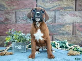 Boxer dogs Riba - Ad 7