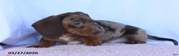 Miniature Dachshund dogs for sale: Sawyer - Ad 4
