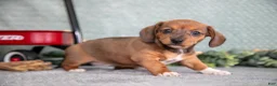 Miniature Dachshund dogs for sale: Becky - Ad 1