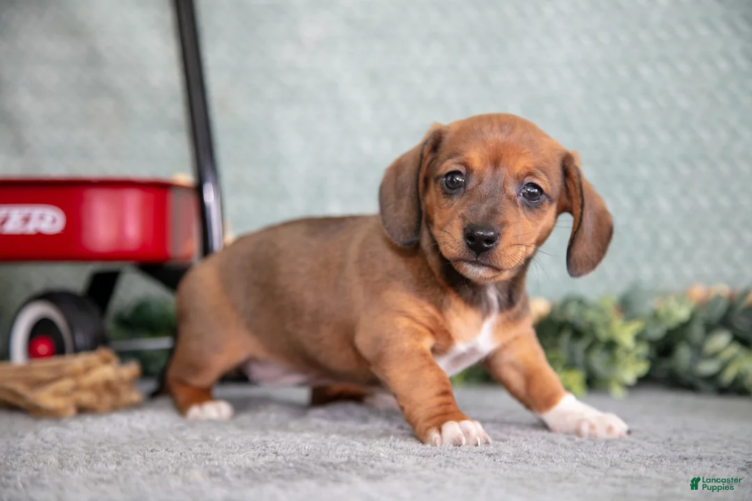 Miniature Dachshund dogs for sale: Becky - Ad 1