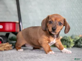 Miniature Dachshund dogs Becky - Ad 24