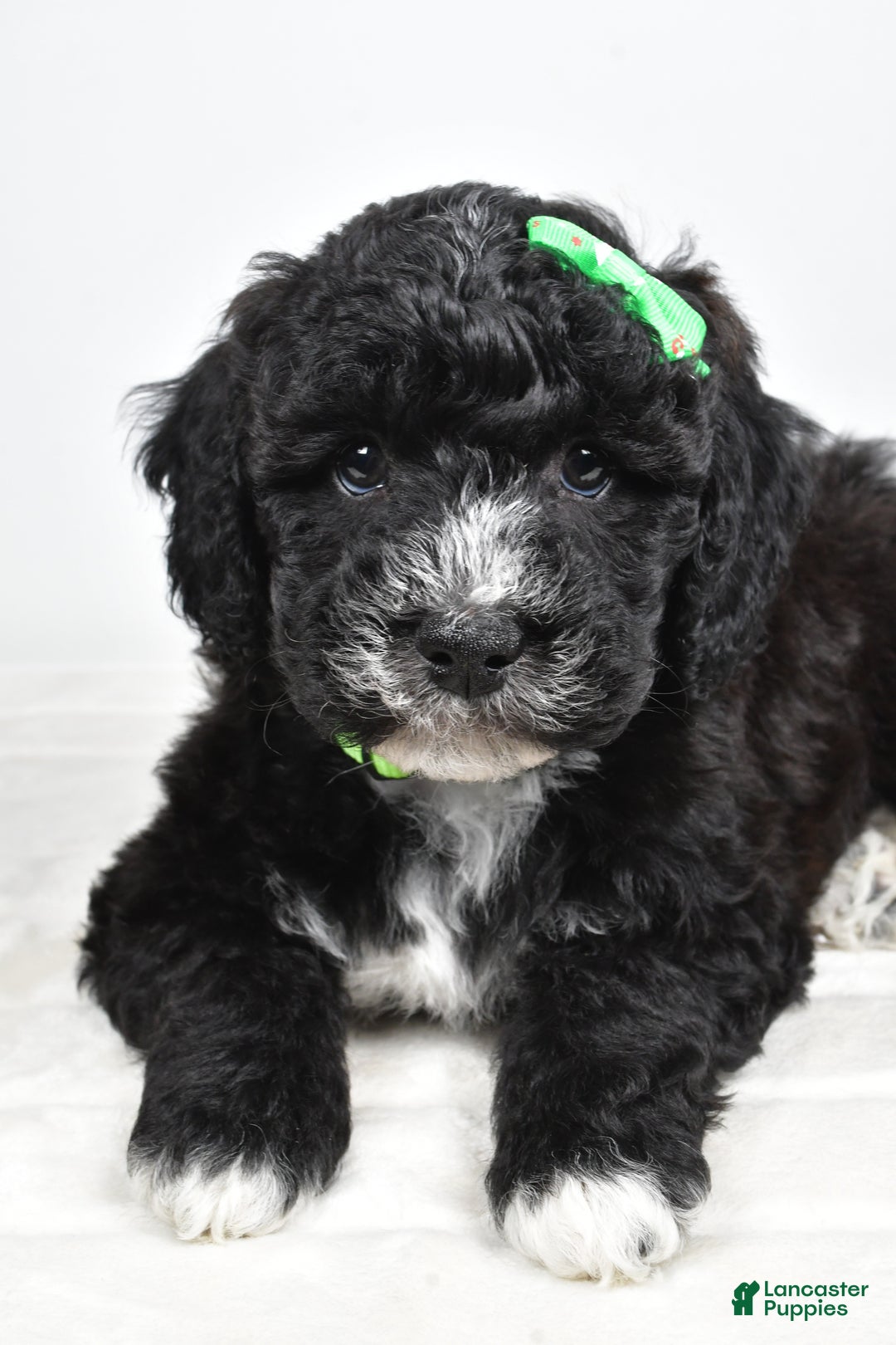 Mini Goldendoodle dogs for sale: Ace - Ad 5