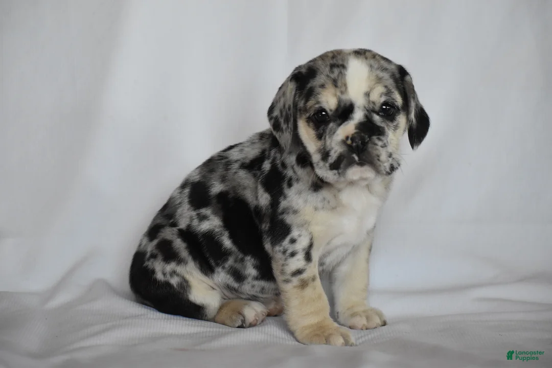 Beabull dogs for sale: Destiny - Ad 13