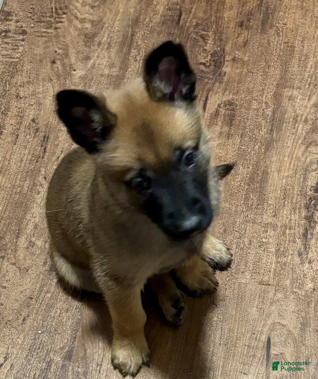 Belgian Malinois Puppy Price In Delhi Siberian Husky German