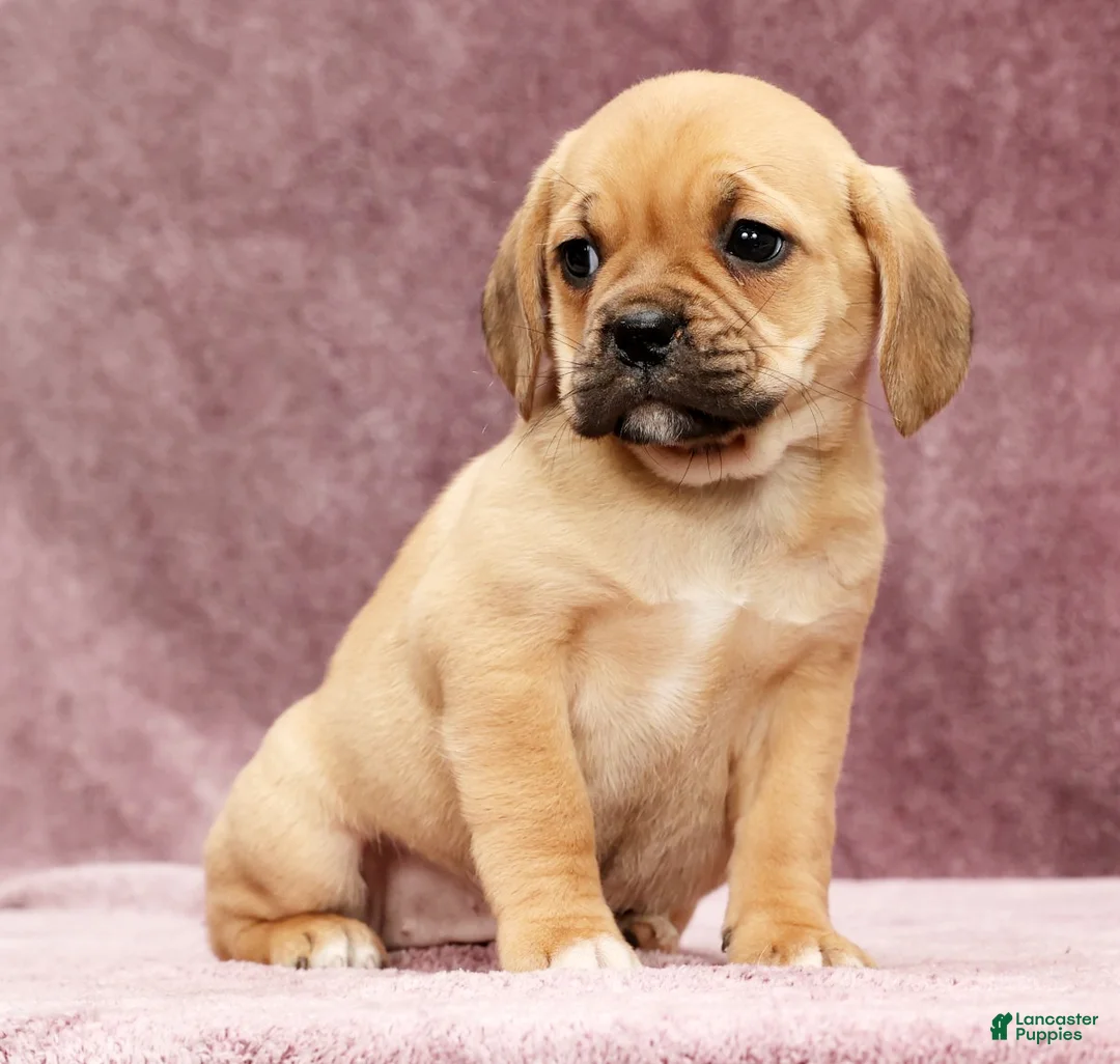 Puggle dogs for sale: Dorothy - Ad 3