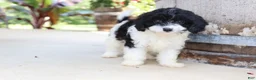 Cavapoo dogs for sale: Po'Boy - Ad 10